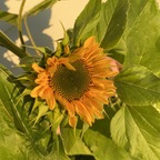 chubbsxo profile picture leakfans.com