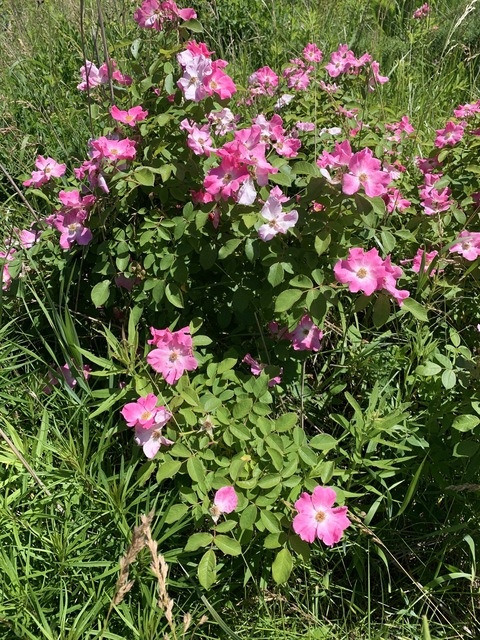 chubbycutie header picture leakfans.com