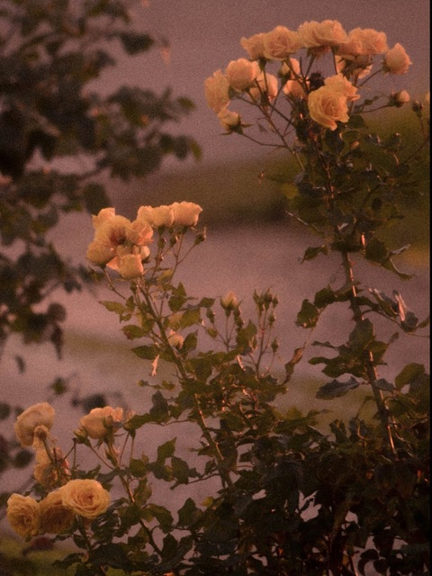 chubbysucker header picture leakfans.com