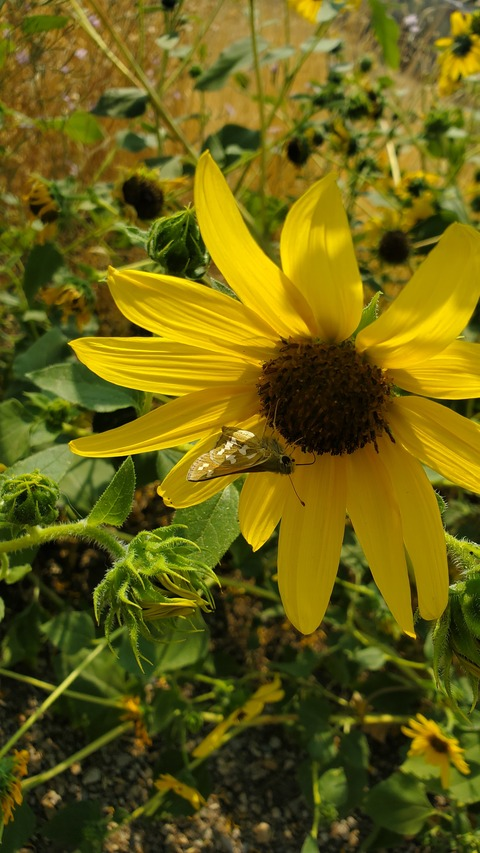 chulas420 header picture leakfans.com