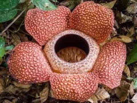 cocoprada header picture leakfans.com