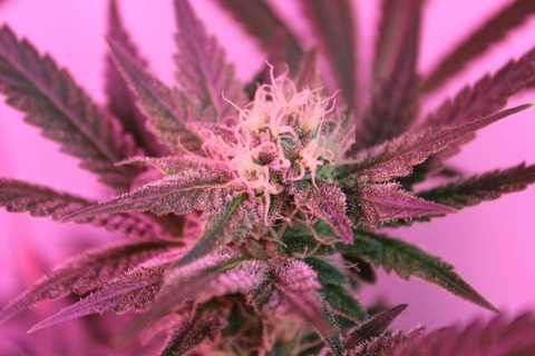 code_monkey header picture leakfans.com