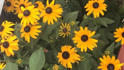 colebae header picture leakfans.com