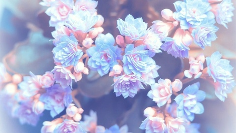 collectorqueen header picture leakfans.com