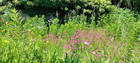 como_crimson header picture leakfans.com