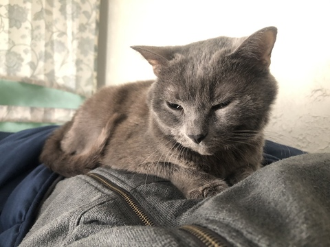 couldshouldwood header picture leakfans.com