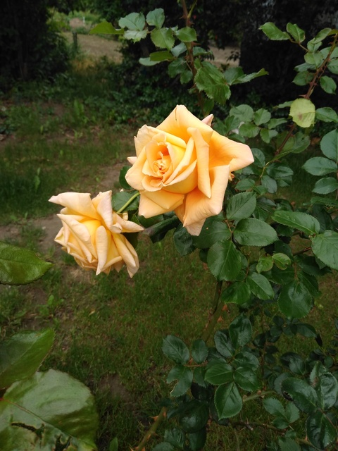 countrygumdrops header picture leakfans.com