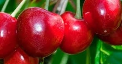 cube93 header picture leakfans.com