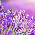 cute-cumslut profile picture leakfans.com