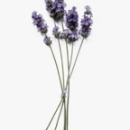 cutie_bootie profile picture leakfans.com