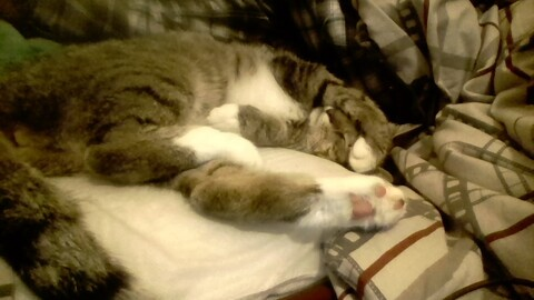 cutpriceguignol header picture leakfans.com