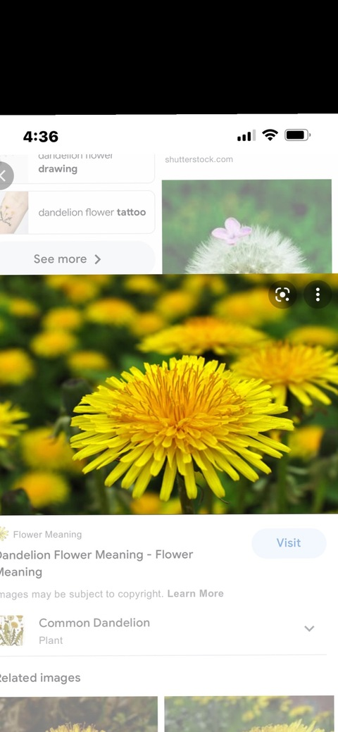 dandelionbliss header picture leakfans.com