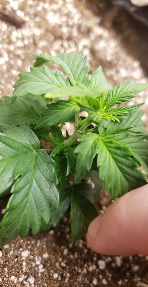 dangman710 header picture leakfans.com