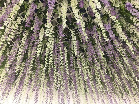 darciecatt header picture leakfans.com