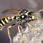 darebear666 profile picture leakfans.com