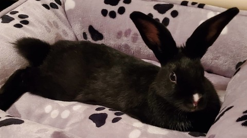 darlingtheone header picture leakfans.com