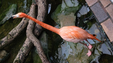 dendrite.dayluna header picture leakfans.com