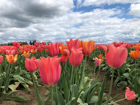 desertflowerfairy header picture leakfans.com