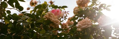 desir3_13 header picture leakfans.com