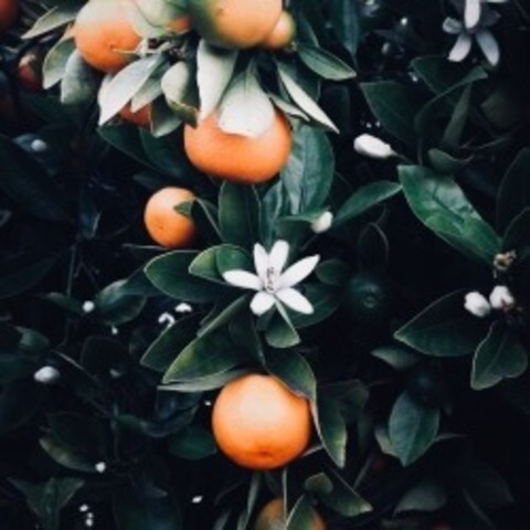 devilishvixen header picture leakfans.com