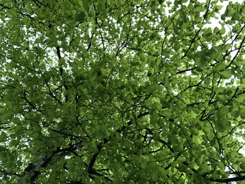 dominiquemystique header picture leakfans.com