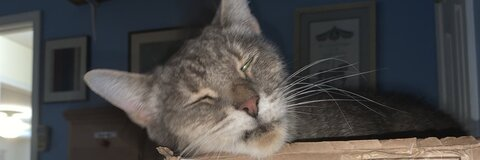 dr3am_d0m header picture leakfans.com