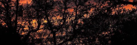 dumbasspisces header picture leakfans.com