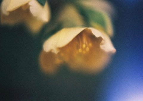 elizabethalva header picture leakfans.com