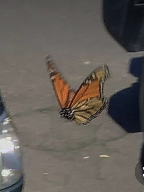 ella_joyx header picture leakfans.com