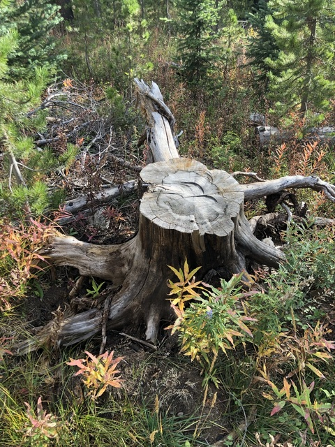 ellabell12 header picture leakfans.com