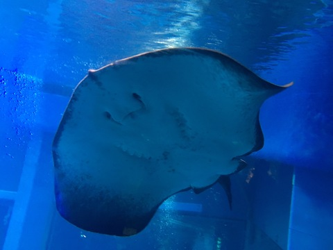 elliebelliee header picture leakfans.com