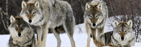 embereon header picture leakfans.com