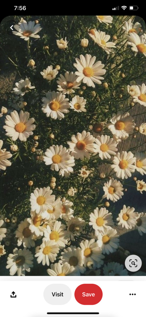 emebrooke header picture leakfans.com