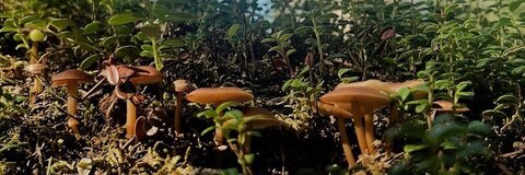 emlinsgarden header picture leakfans.com