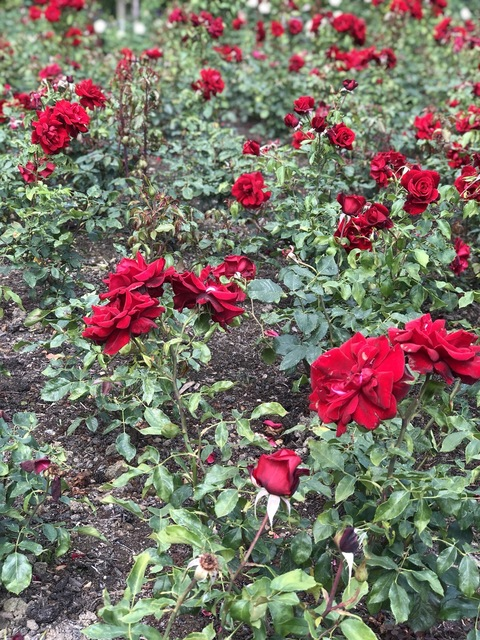 evasofiaa3 header picture leakfans.com