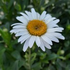 eve_1 profile picture leakfans.com