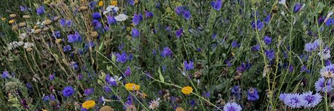 fairylghtt header picture leakfans.com