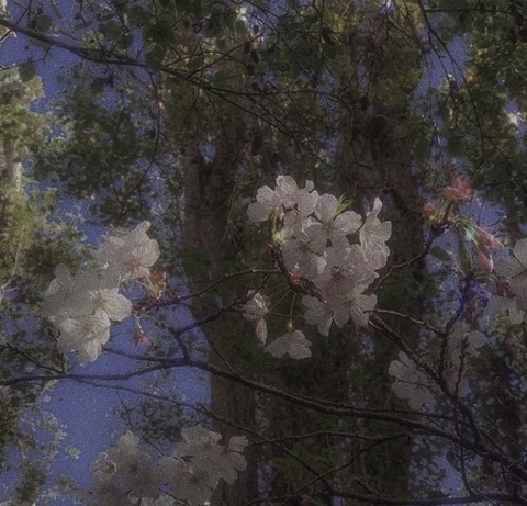 fairyshina header picture leakfans.com