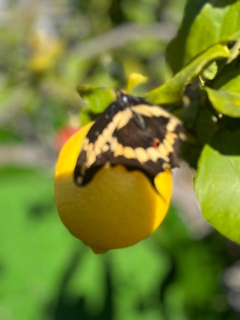 fattgothe header picture leakfans.com