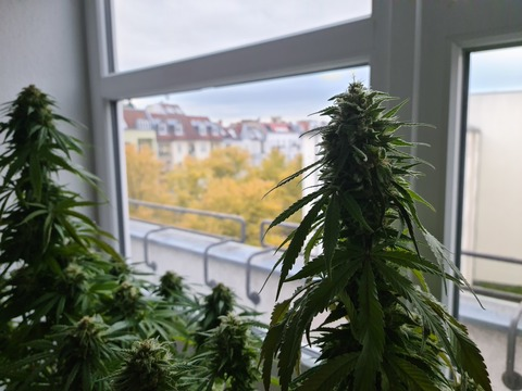 felixxx420 header picture leakfans.com