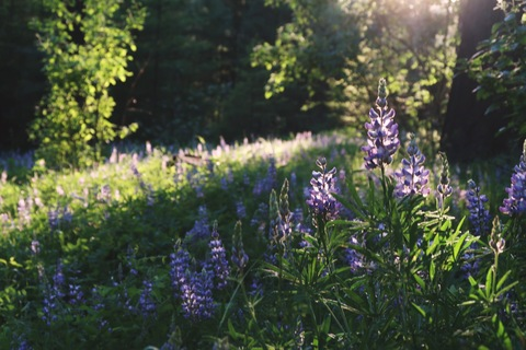 fern-fairy header picture leakfans.com