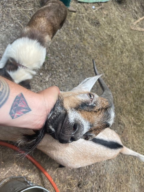 fffx420 header picture leakfans.com