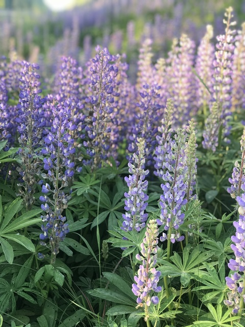 Header of fieldsoflupine