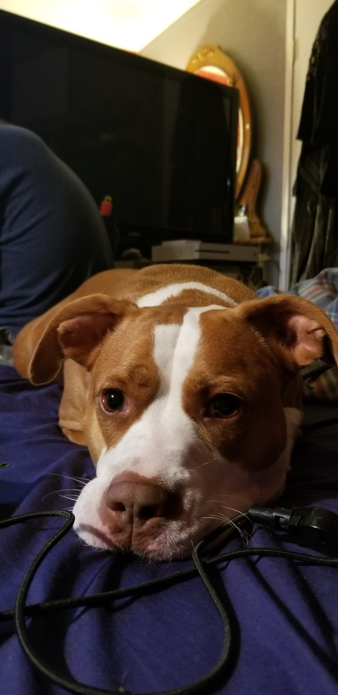 filaciaswallows header picture leakfans.com