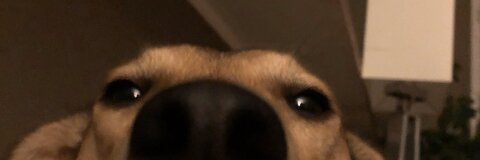 fiorini header picture leakfans.com