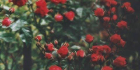 Header of floravalentine