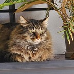 fluffcat profile picture leakfans.com