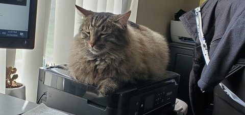 fluffcat header picture leakfans.com