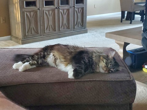 fluffycatdad header picture leakfans.com