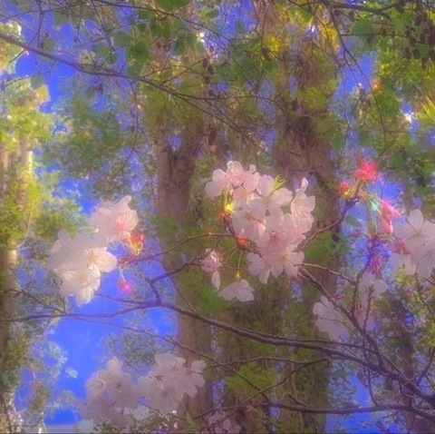 forest_fennec header picture leakfans.com